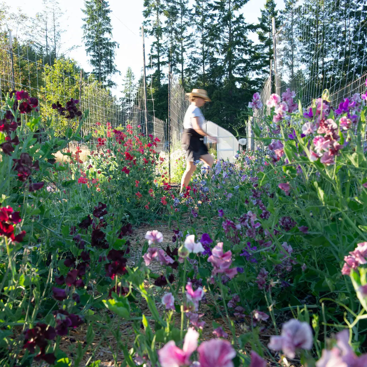 sweet pea planting home garden