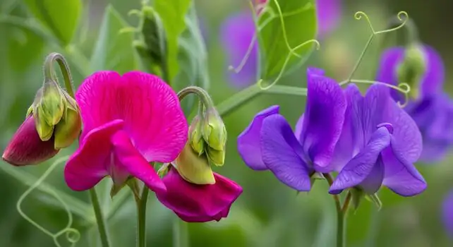sweet pea close-up petals