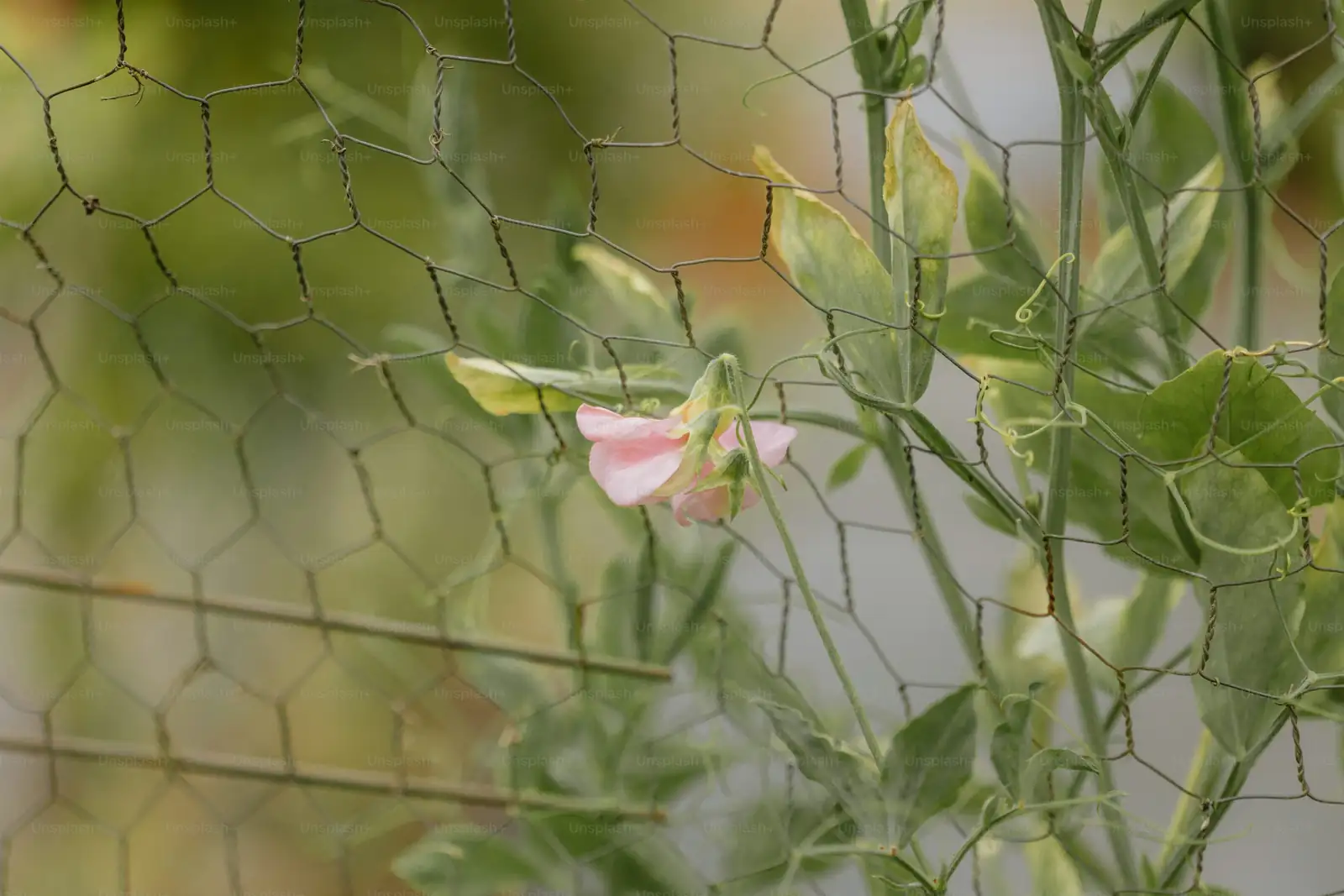 sweet pea climbing trellis