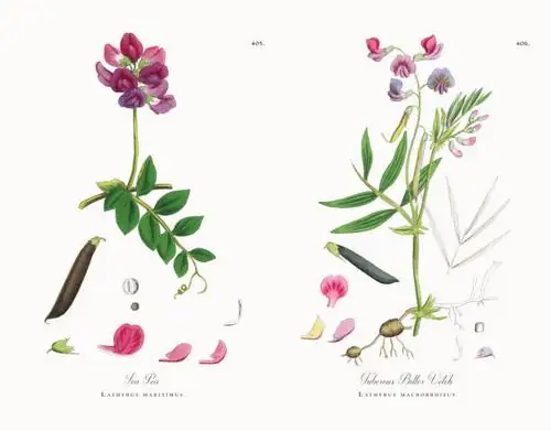 sweet pea historical illustration