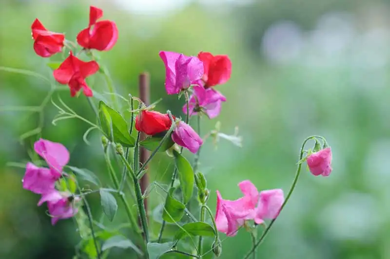 sweet pea flower varieties