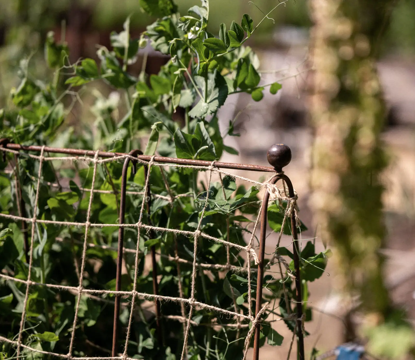 sweet pea climbing support