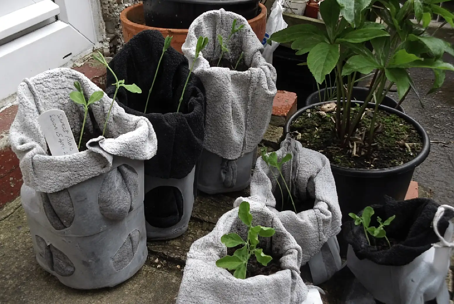 sweet pea pruning process