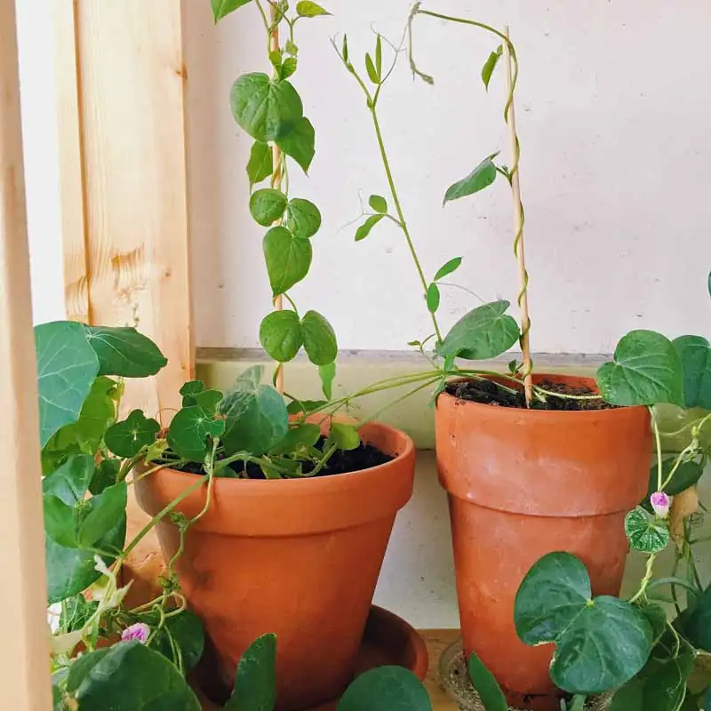 pruning sweet pea vines