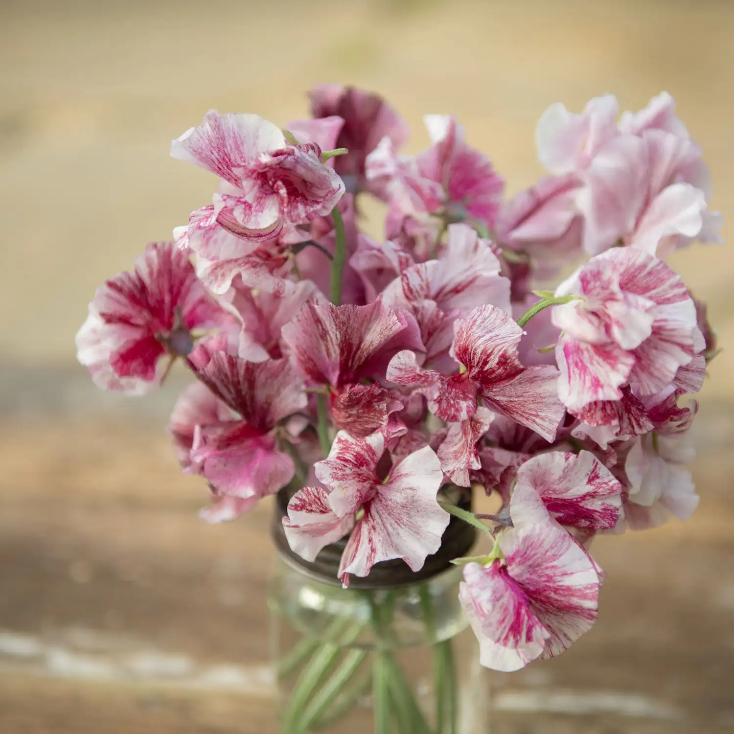 sweet pea cut flowers in vase