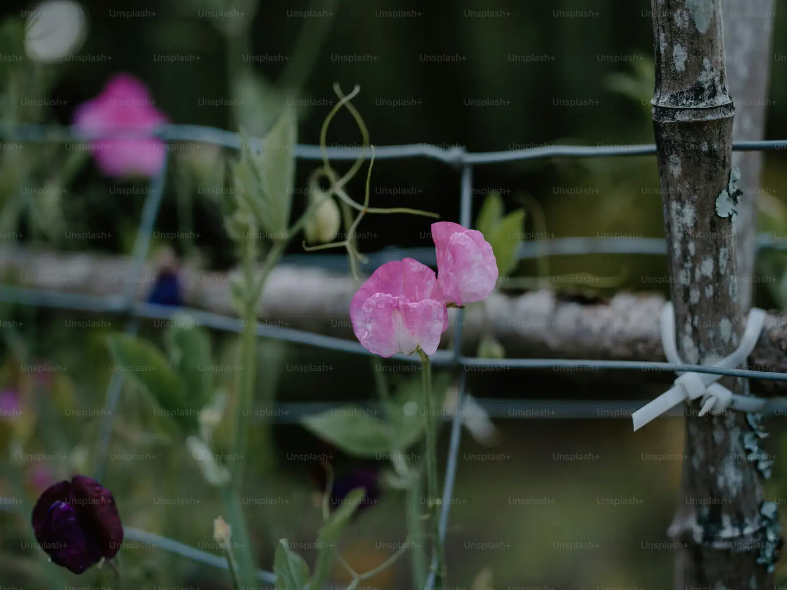 sweet pea indoor cultivation