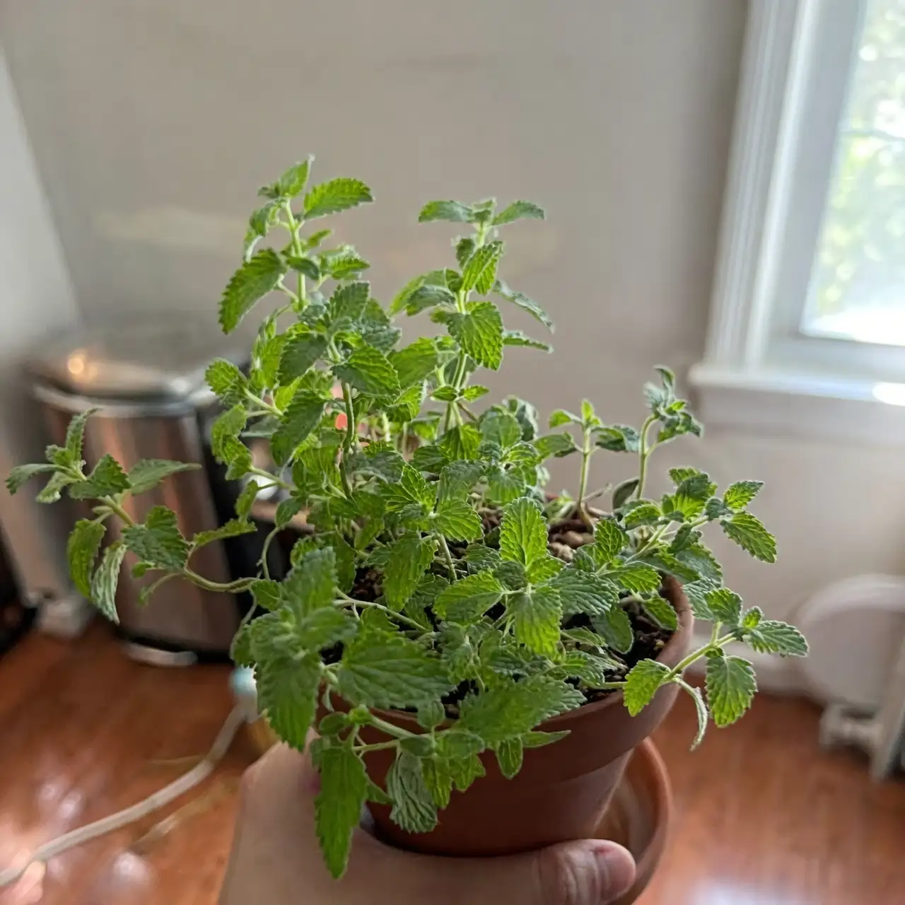 如何让猫薄荷成为阳台上的蓬松香草丛