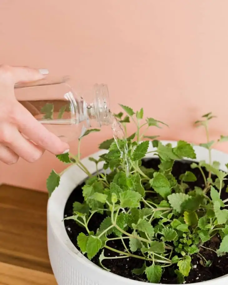 watering catnip plant