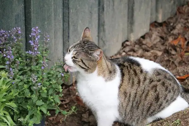 catnip plant soil preparation
