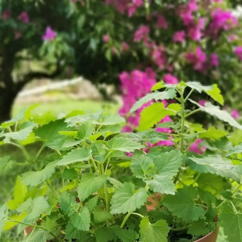 catnip plant seasonal care