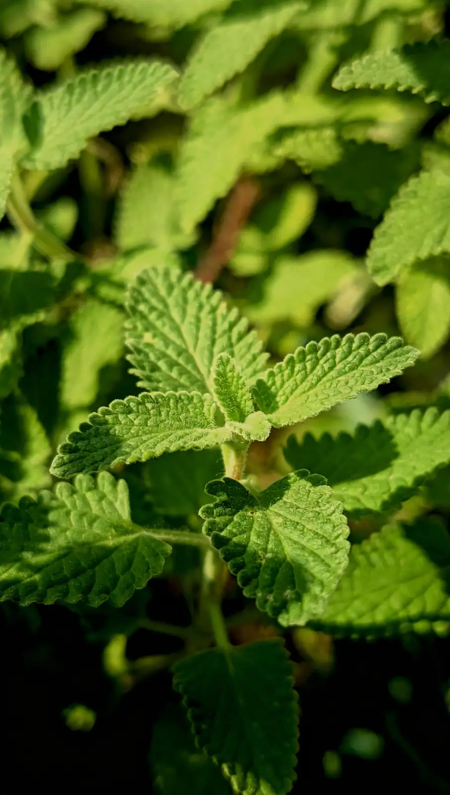 catnip powdery mildew leaves