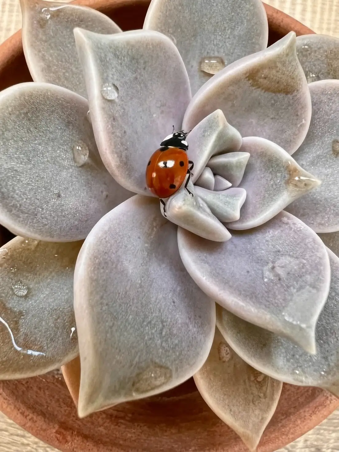 ladybug on catnip plant