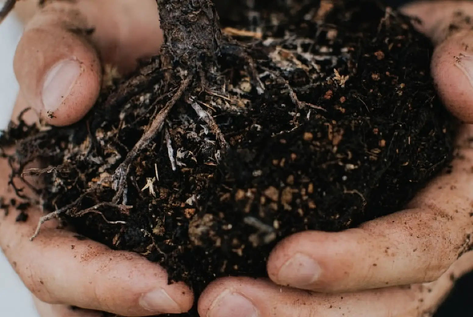 catnip root rot prevention