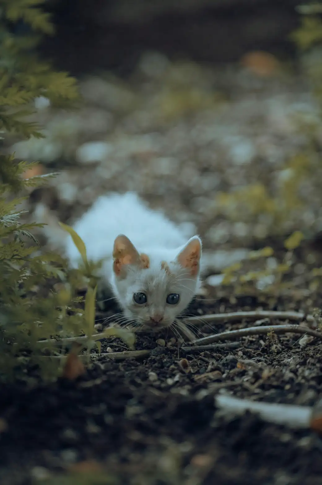 medieval herb garden catnip
