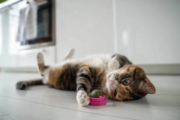 cat playing with catnip