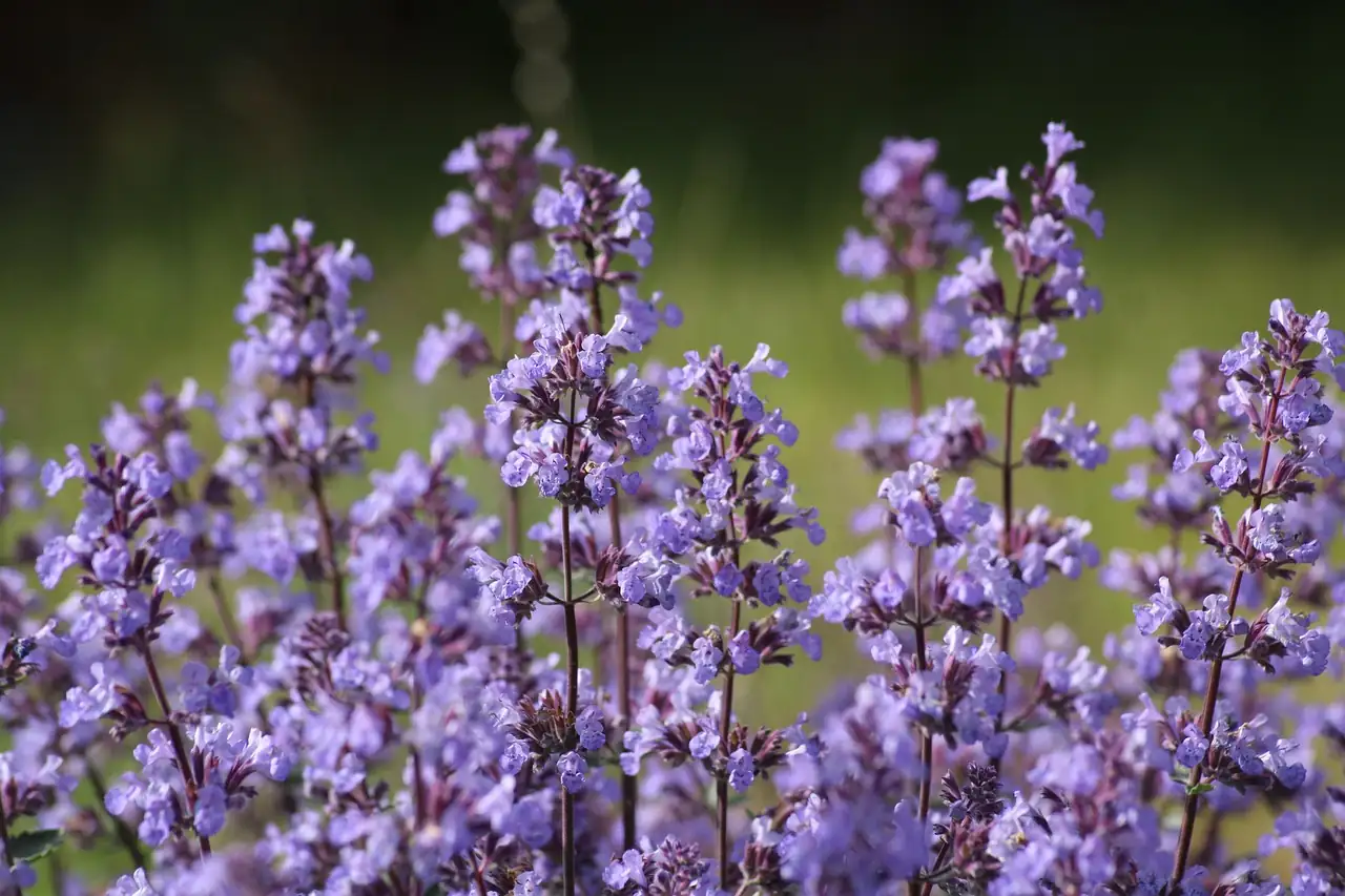 catnip flowers in garden