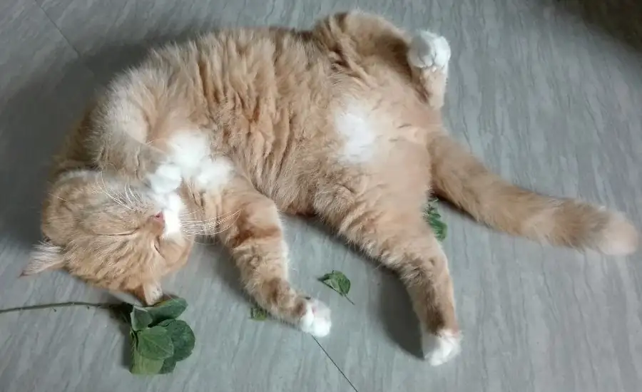 cat interacting with catnip