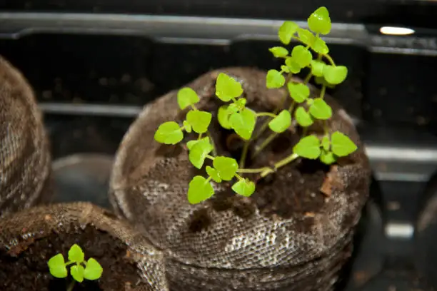 catnip seedling close-up