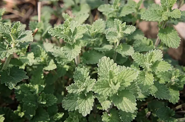 catnip plant division process