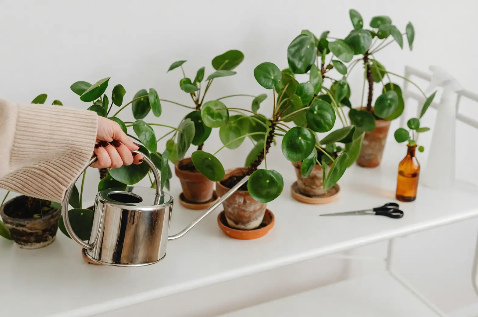 catnip care watering