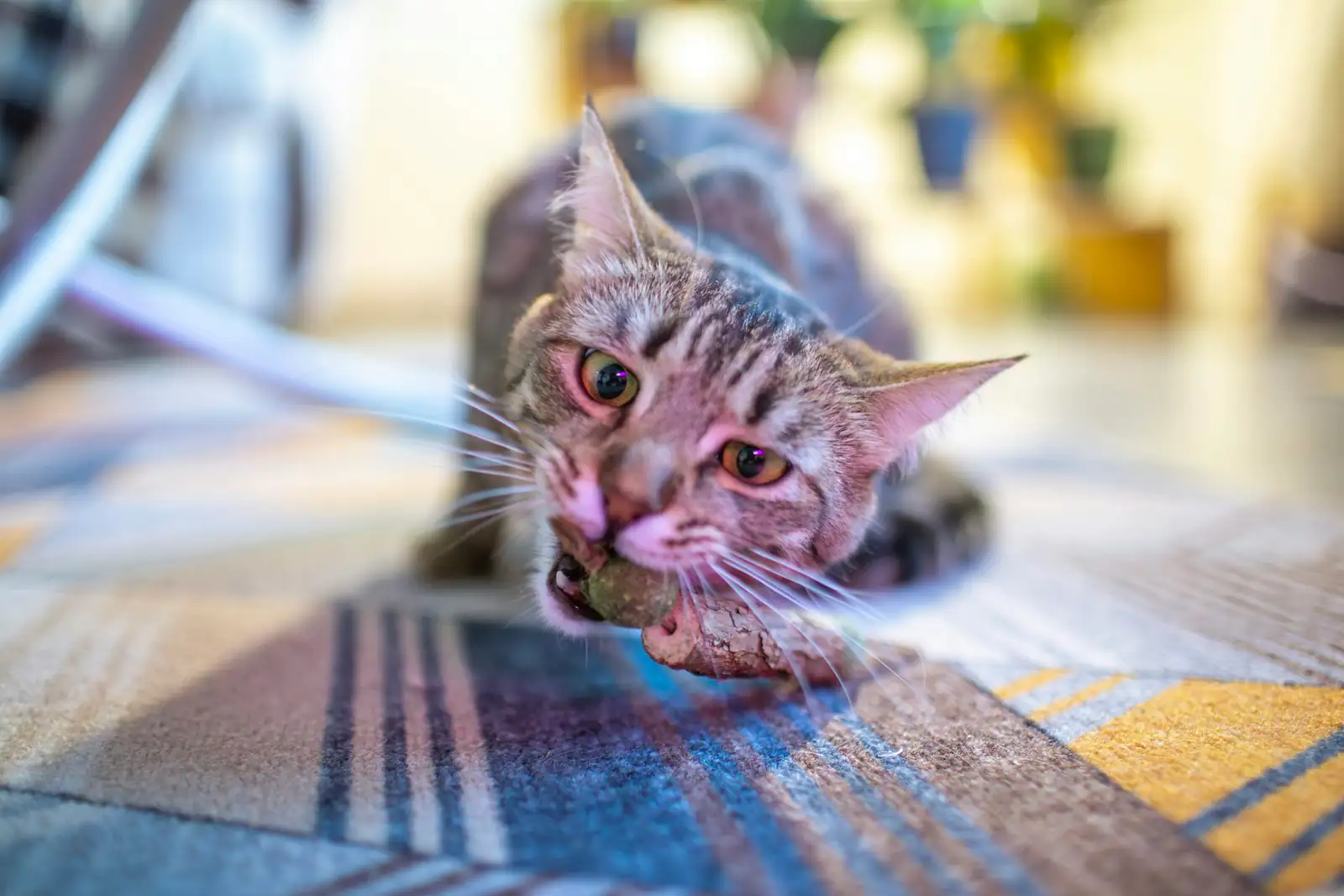cat playing with catnip toy