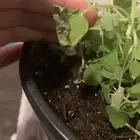 catnip in garden setting