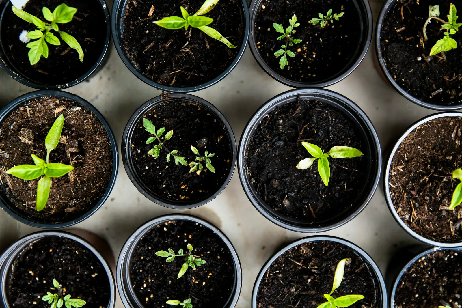 watering cosmos seedlings