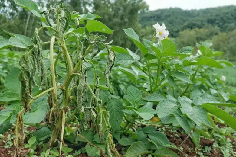 cosmos bacterial wilt symptoms