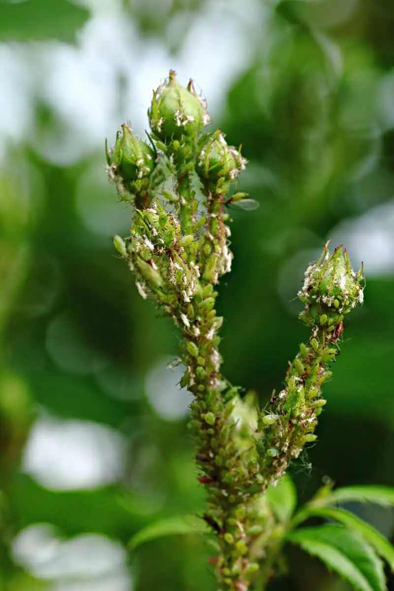 aphids on cosmos leaves
