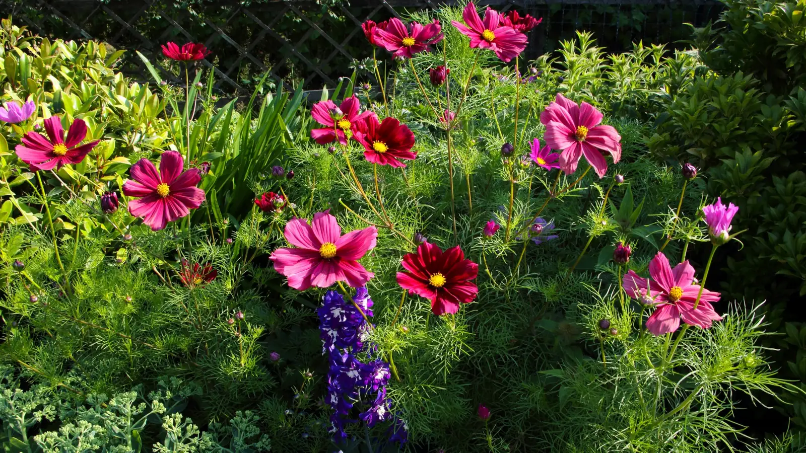 cosmos in sunny garden