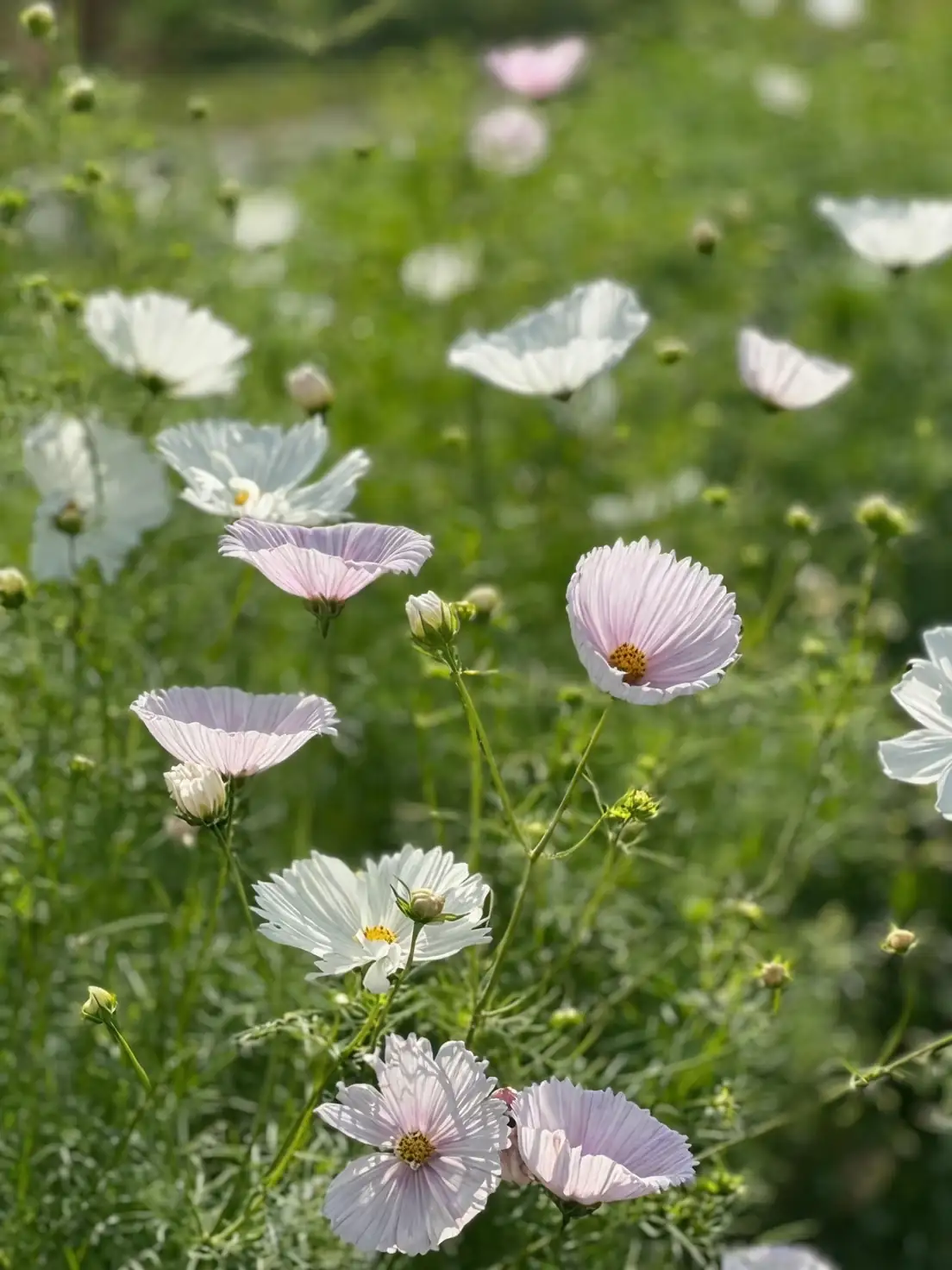 cosmos bipinnatus close-up