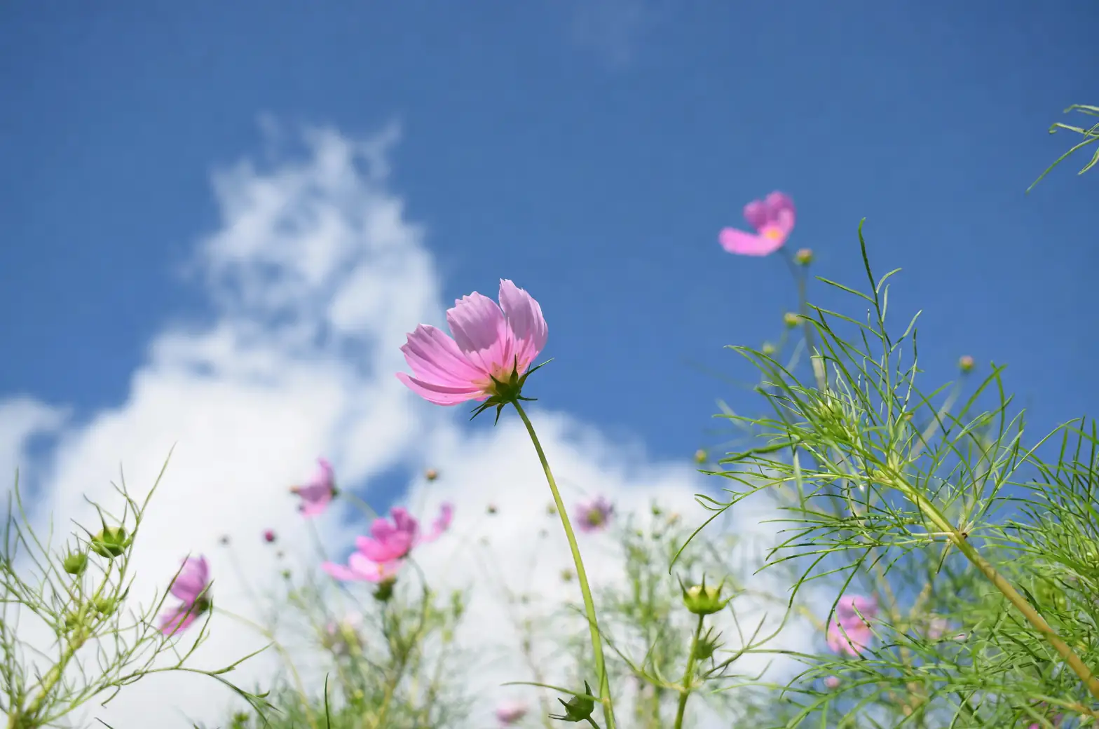 cosmos flowers in Japanese garden