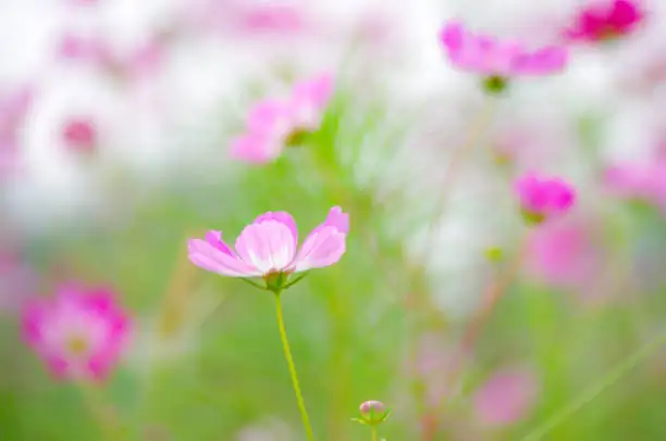 cosmos flower Tibetan culture