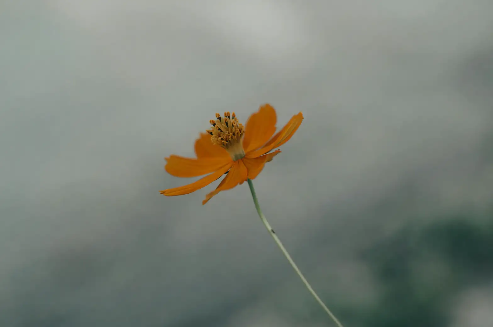 cosmos flower colors meaning