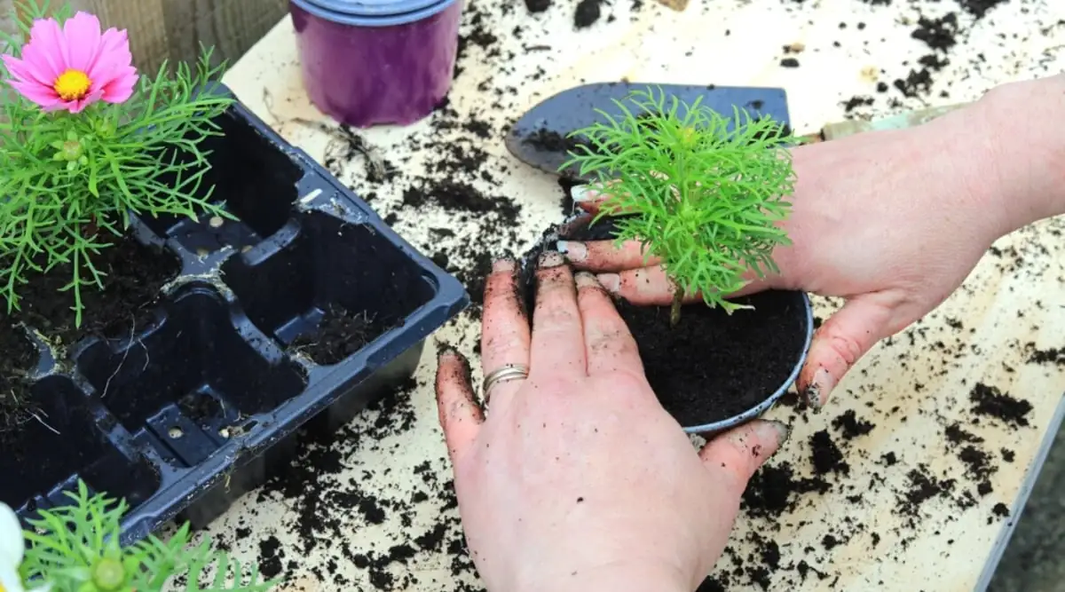 cosmos planting garden tips