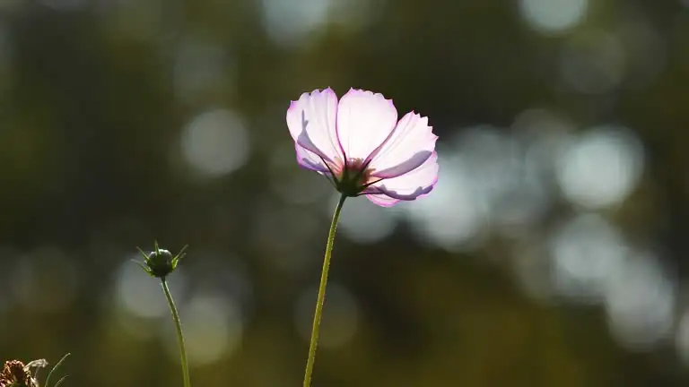 cosmos flower close-up symmetry