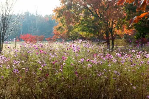 cosmos field in autumn Japan