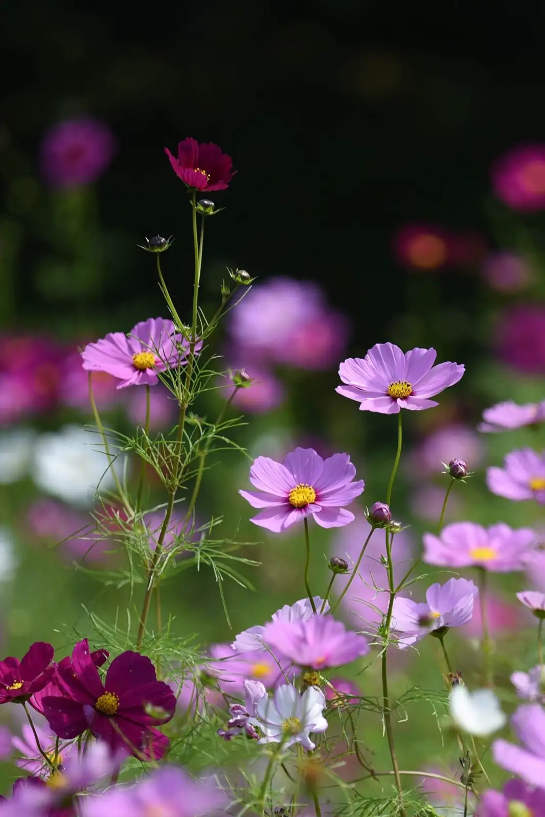 white cosmos flowers with purple flowers