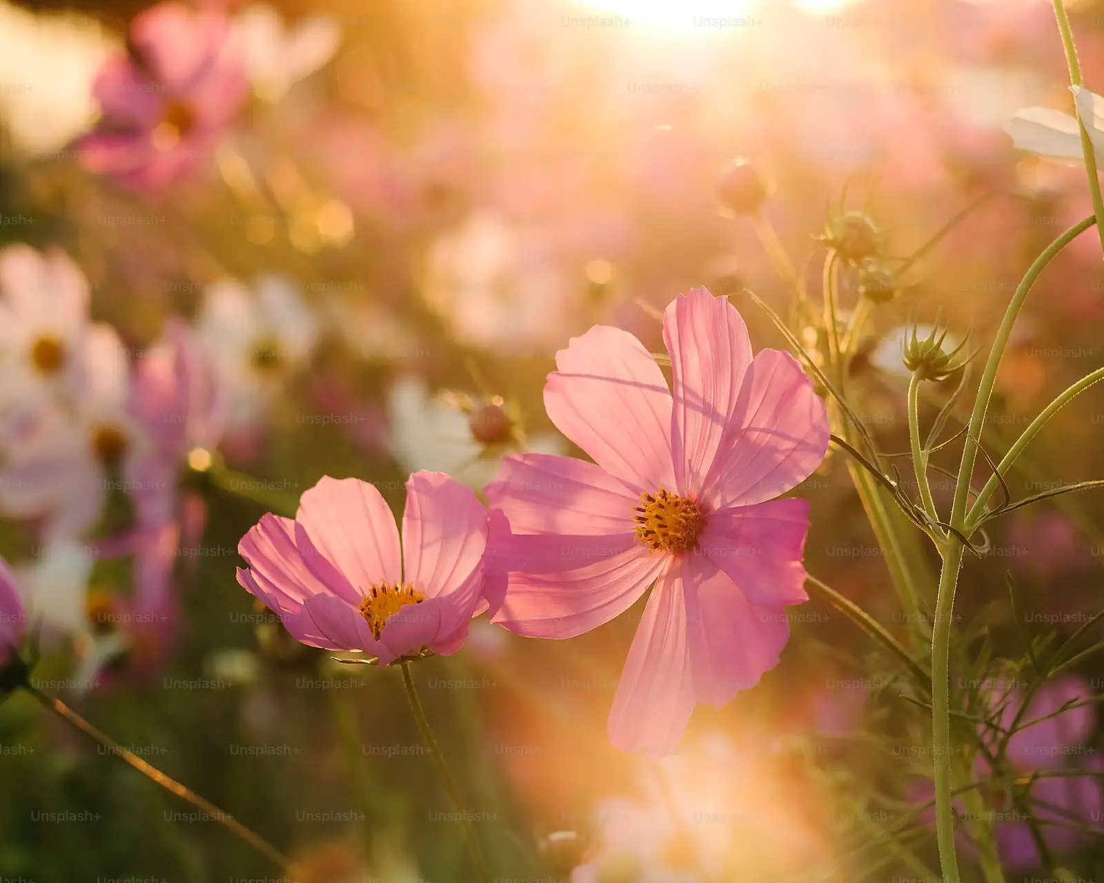tall cosmos flowers in garden layers