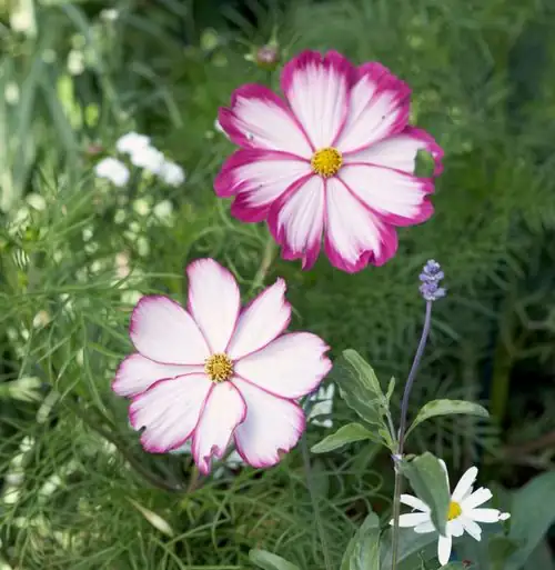 cosmos bipinnatus disease prevention