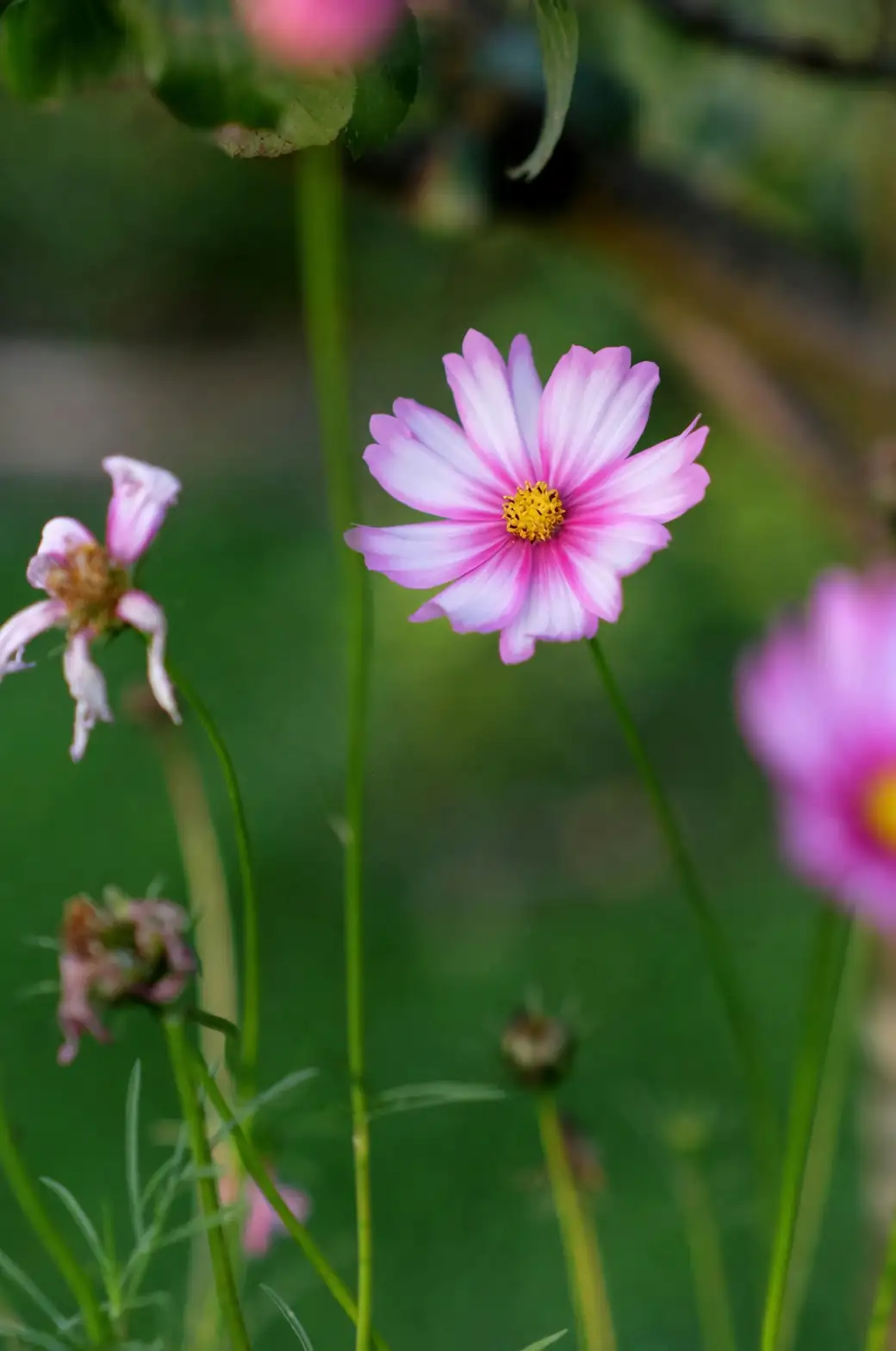 cosmos flowers close-up