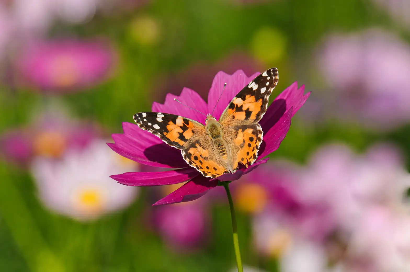 cosmos garden with butterflies