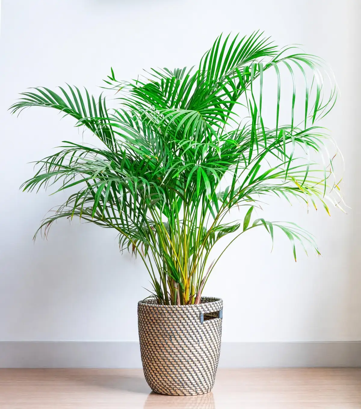 Propagation Masterclass: Growing Your Own Areca Palm Forest