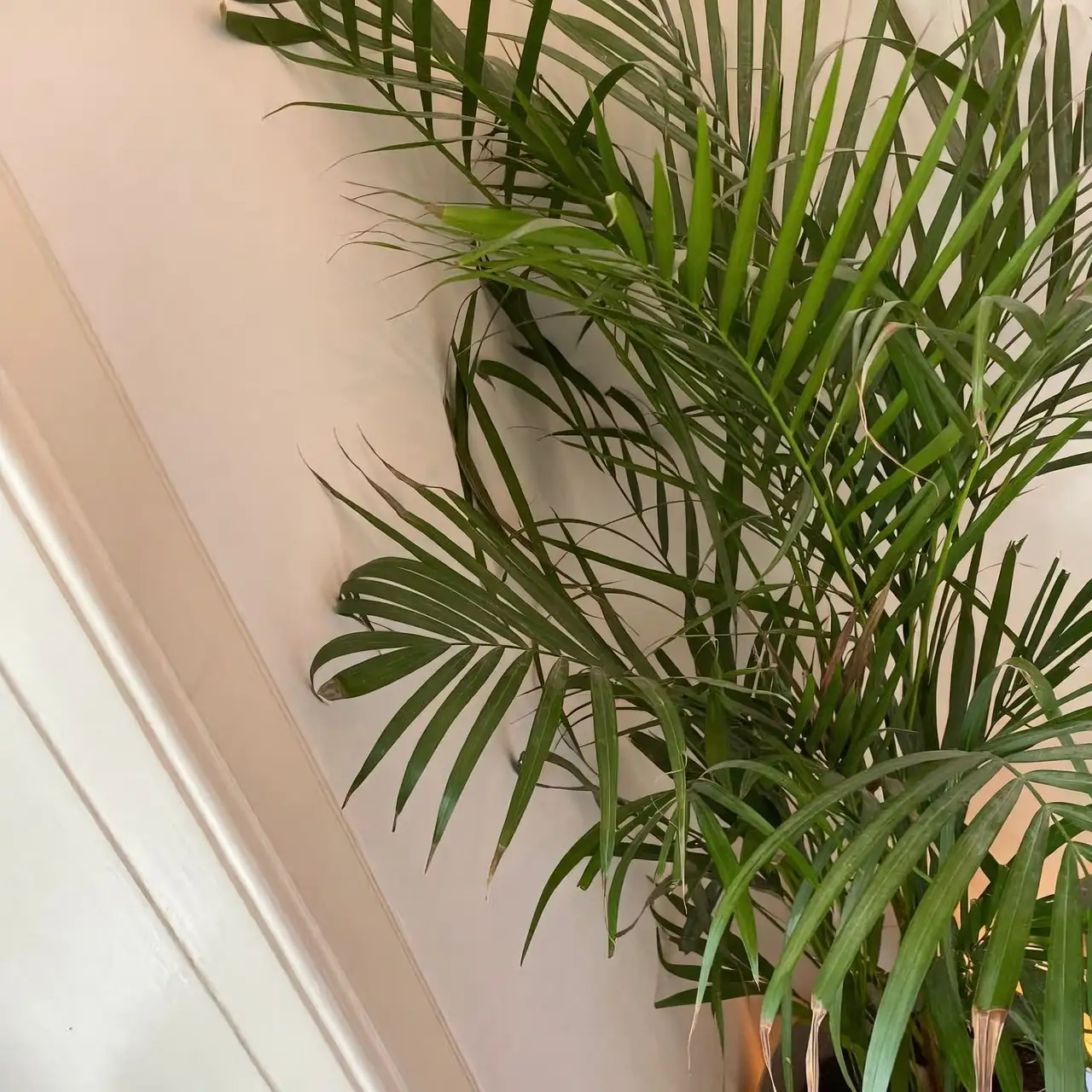 areca palm division care