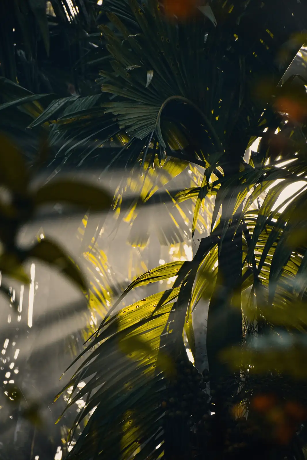 areca palm summer shade