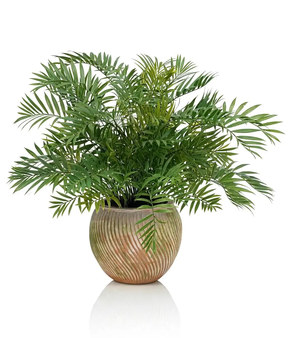 areca palm winter indoors