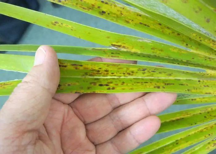 areca palm leaf spot disease