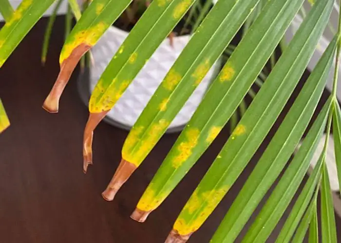 areca palm anthracnose disease