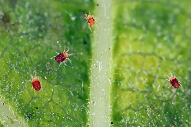 areca palm red spider mite