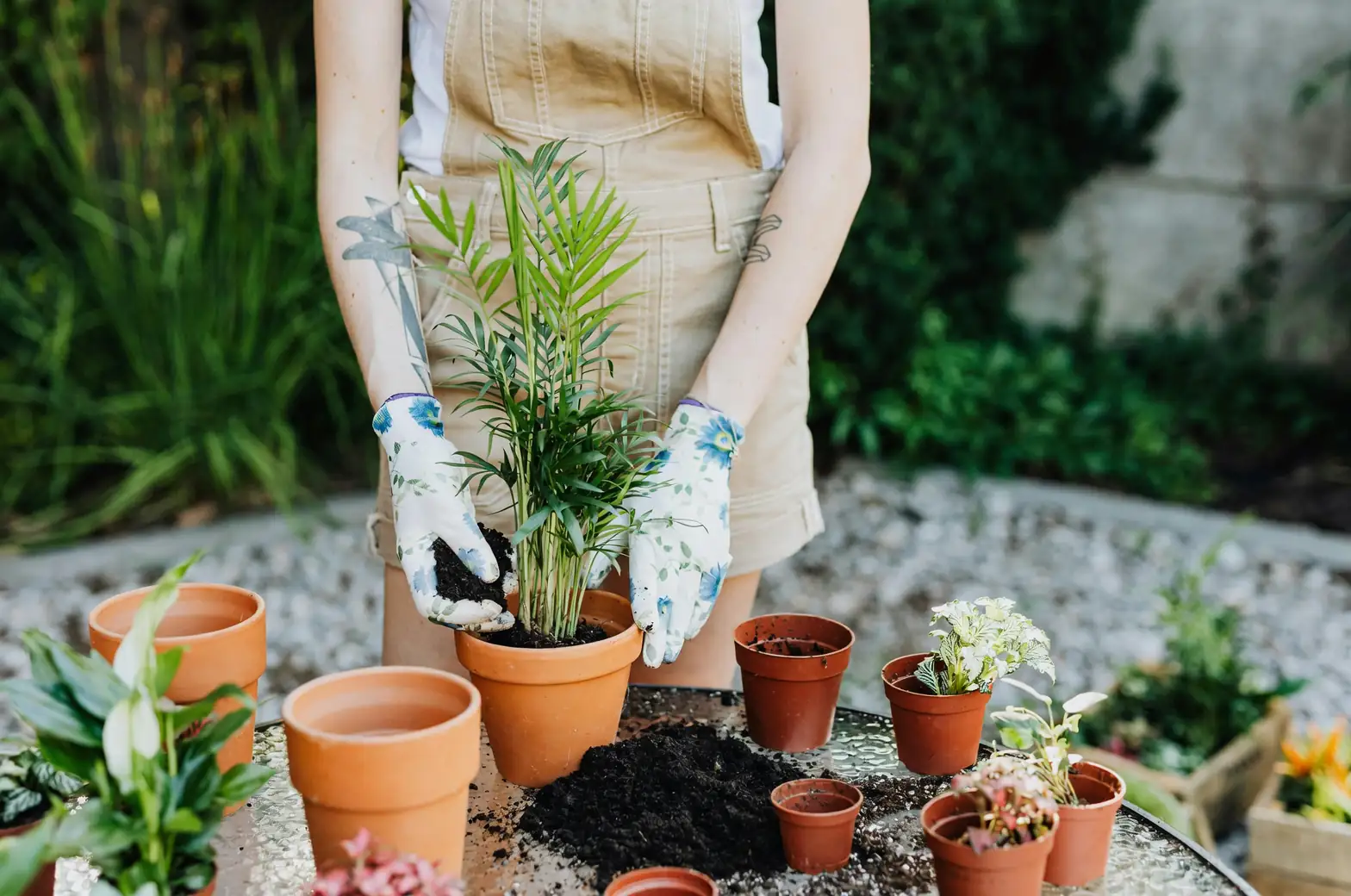 areca palm care watering